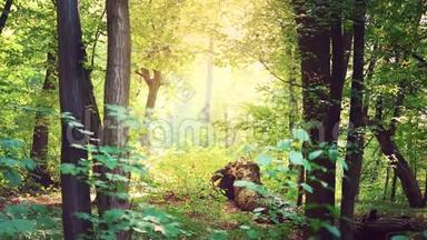 明亮的阳光穿过<strong>茂密</strong>的树枝，绿色的树叶，<strong>森林</strong>景观，神奇的<strong>森林</strong>
